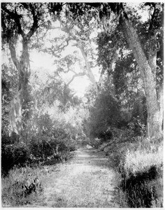 View of a trail running through a forest near Pasa Roble, ca.1920