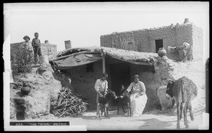 Woman and boy with small burro twins, Juarez, Mexico, ca.1905