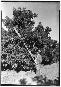 Man collecting avocados with a fruit picking device, November 1933