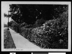 Oakland residences, with a flowering hedge, 1907