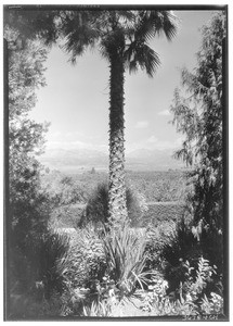 Lone palm tree with orange groves, ca.1920