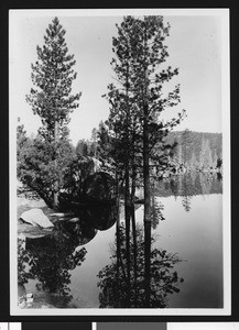 Reflection of trees in Big Bear Lake, June 11, 1923