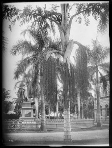 Wine palms in bloom near statue of King Kamehameha, Hawaii