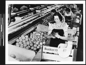 Women workers loading oranges in crates to be shipped, ca.1930