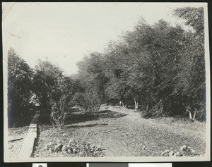 "A shady corner in a Yuma garden", showing furrowed soil