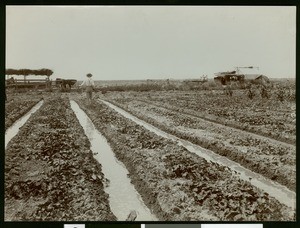 Irrigating cantaloupes near Brawley, showing a worker at left, ca.1910