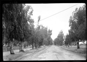 Tree-lined residential street in Lodi, ca.1905