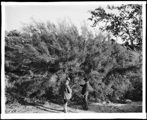 Two men standing in front of a wild olive tree in a wild olive grove, Palmdale, California, 1897