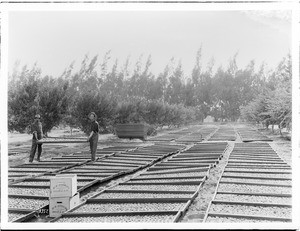 Two men moving racks of fruit drying in a large processing area outside, Toluca, California