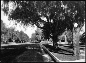 West Adams Boulevard, near Hoover, ca.1902