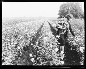 A woman picking flowers in a field of roses