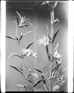 Specimen of Mimulus glutiniosus, a wild flower, ca.1920