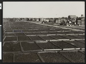 Prune drying yard in Santa Clara County