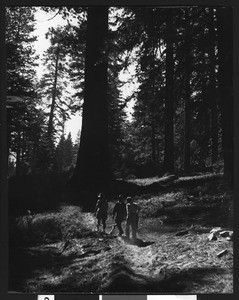 Three men hiking down a trail through tall trees