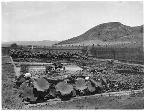 Sturdivant's Garden on Franklin Avenue, Hollywood, California, ca.1900