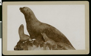 Sea lions