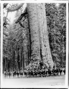Sixteen mounted soldiers of F Troop standing in front of "Grizzley Giant", a Big Tree in Mariposa Grove in Yosemite National Park, California, ca.1900
