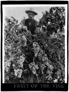 Grapes on the vine, California