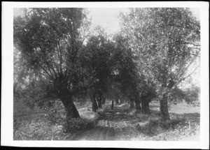 The olive walk at the San Fernando Mission, California, 1894