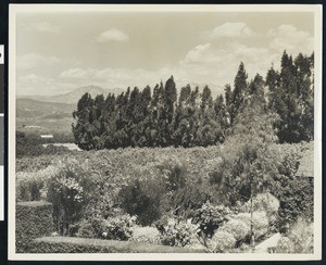 Wild field and a copse of trees on a mountain elevation