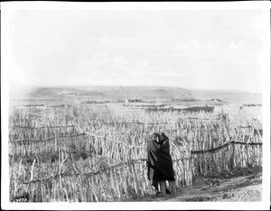 Some of the small family vegetable gardens of the Zuni Indians, ca.1898