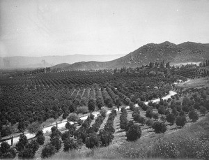 Orange grove in Riverside, ca.1890
