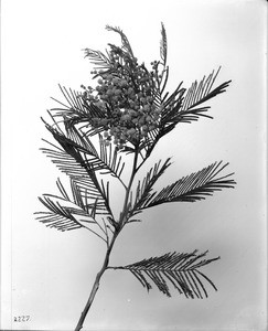 Specimen of a Black Wattle (Acacia Decurreus) with blossoms, ca.1920