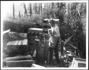 Woodcutter in the forest making shakes, California, ca.1900