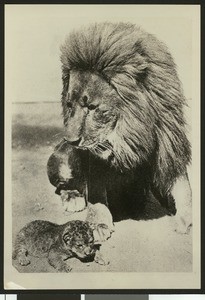 Lion and cub, ca.1920
