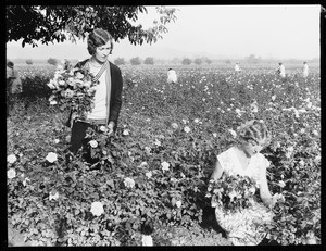 Women picking flowers in a field of roses