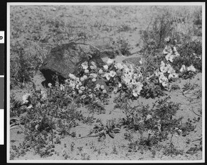 Desert primrose (sana verbena), ca.1900-1950