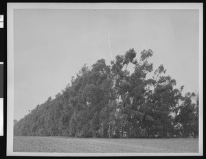 Copse of eucalyptus trees near a patch of tilled earth