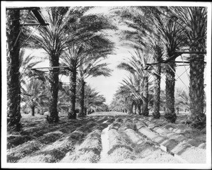 An orchard of date palms being irrigated, Indio (Palm Springs?), California, ca.1890