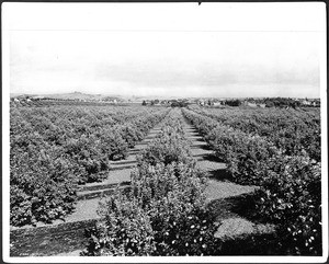 Panoramic view of East Hollywood looking northeast from lemon groves, Los Angeles, ca.1905