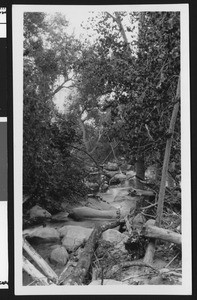 Unidentified stream occluded by rock and fallen tree foliage, ca.1950