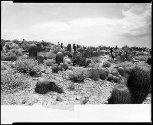 Barrel cacti in the Colorado desert of California, ca.1920