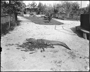 Mother alligator with her young at an alligator farm (possibly the California Alligator Farm, Los Angeles), ca.1900