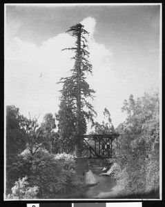 View of a tree and a bridge in Palo Alto