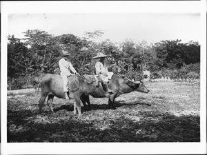 Two men riding water buffalos in the Philippine, ca.1900
