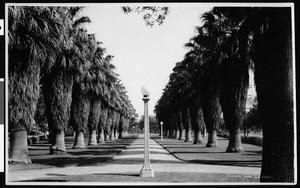 View of Lincoln Park, showing palm trees and walkway, 1924