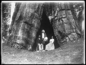 Man and woman sitting in a hole in one of the Wawona Big Trees, in Yosemite National Park, ca.1900