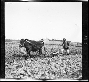 Man and ox plowing a field of dusty earth in China, ca.1900