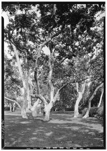 Sycamore trees, possibly at Sycamore Grove Park, June 3, 1929