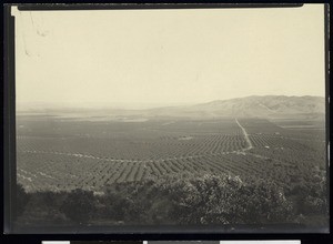 Birdseye view of citrus groves, ca.1910