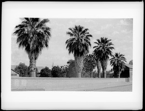 The old palms of San Pedro Street under Second. Home of Sheriff Hammel, Los Angeles