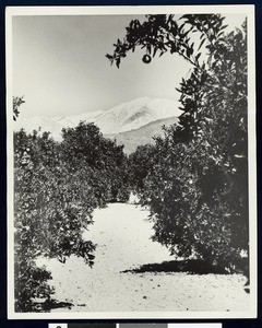 Orange groves in Southern California, ca.1900