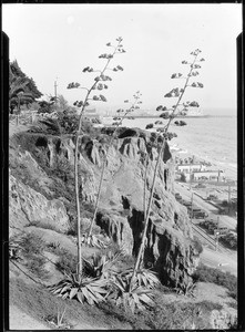 View looking south from Palisades, including a Century plant, ca.1925