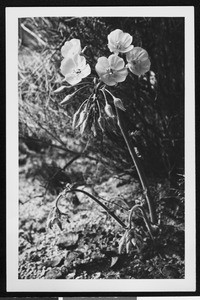 Desert buttercup