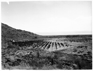 Judge H.F. McCallum's ranch, Palm Springs, ca.1901