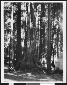 Tent next to a stand of Redwoods in Henry Cowell Park, ca.1900